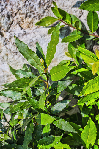 Wallpaper Mural Green Fresh Laurel Bush Leaves Torontodigital.ca