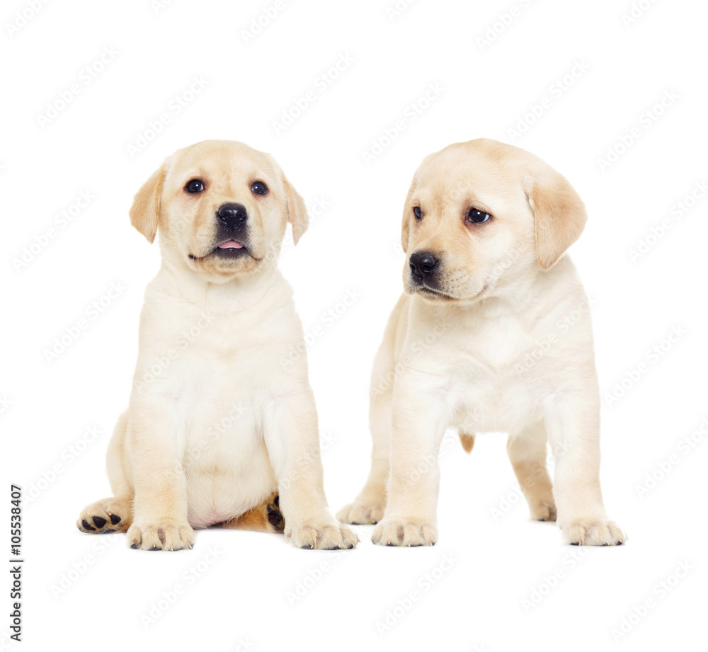 labrador puppy, looking labrador puppy, looking