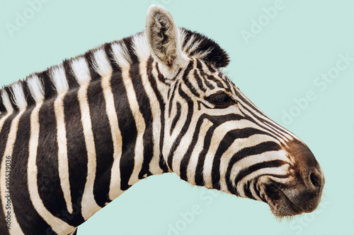 Zebra isolated head