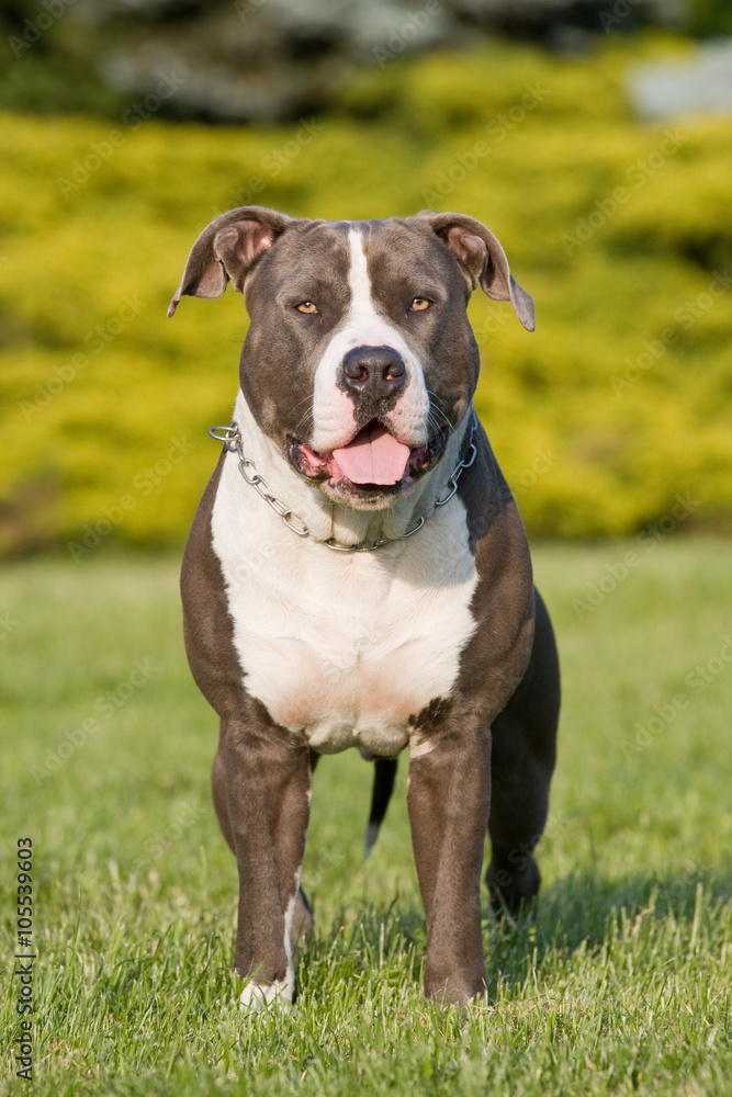 Portrait of nice American staffordshire terrie