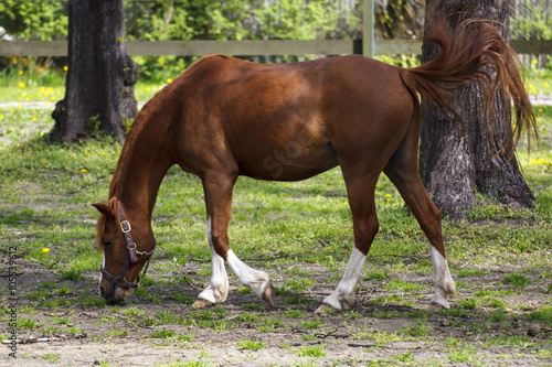 Koń (Equus caballus)