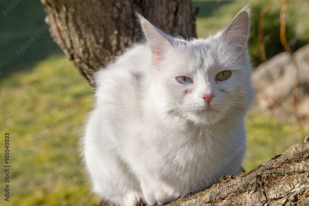 White cat on a tree White cat on a tree