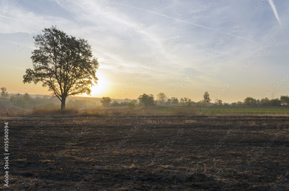 Fototapeta premium Lone oak in the field