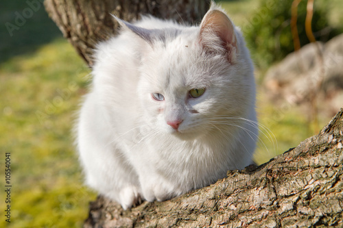 White cat on a tree