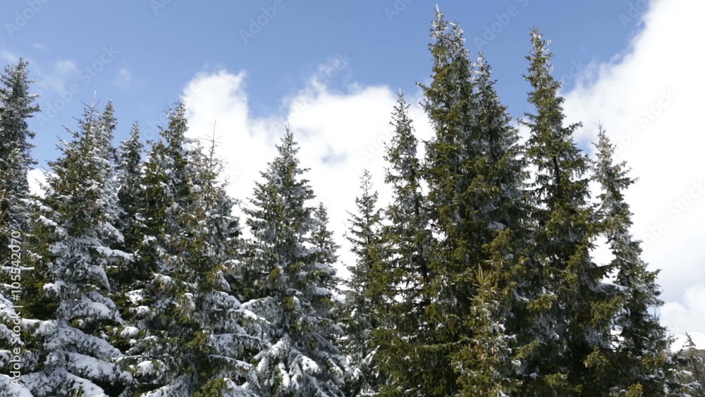 Snow covered green pine trees in the mountain during a sunny and cloudy day. Pan from the air. Snow covered green pine trees in the mountain during a sunny and cloudy day. Pan from the air.