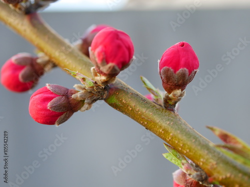 Peach flower bud