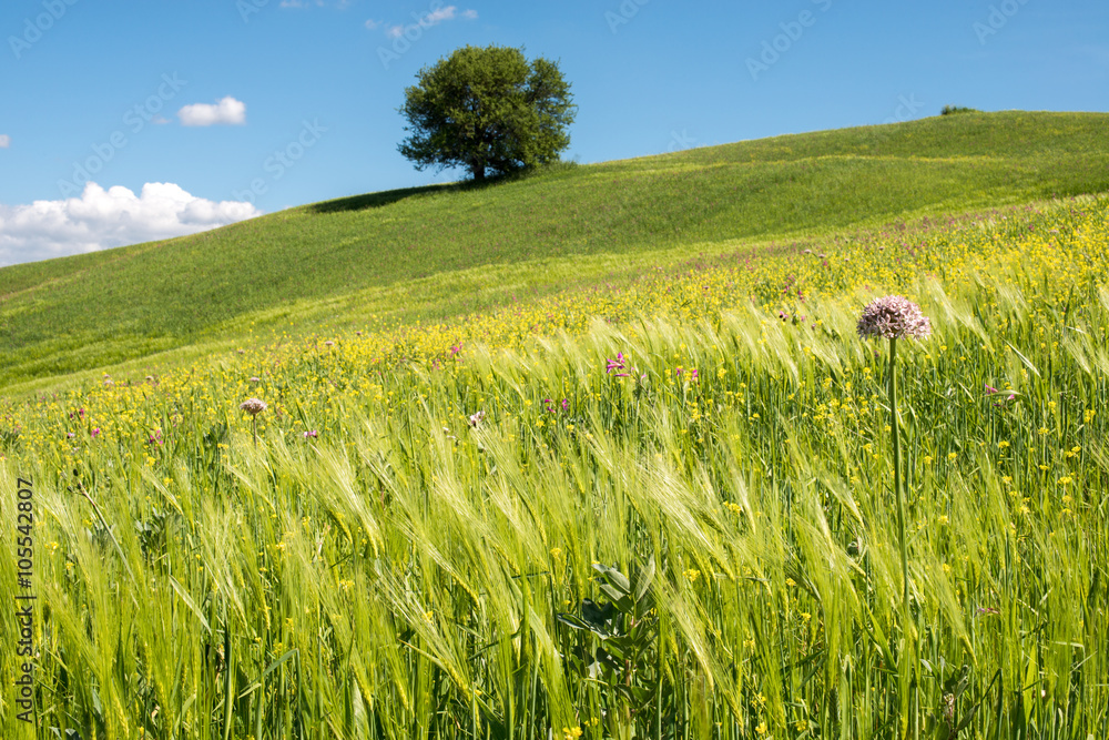 Big Fields of wheat