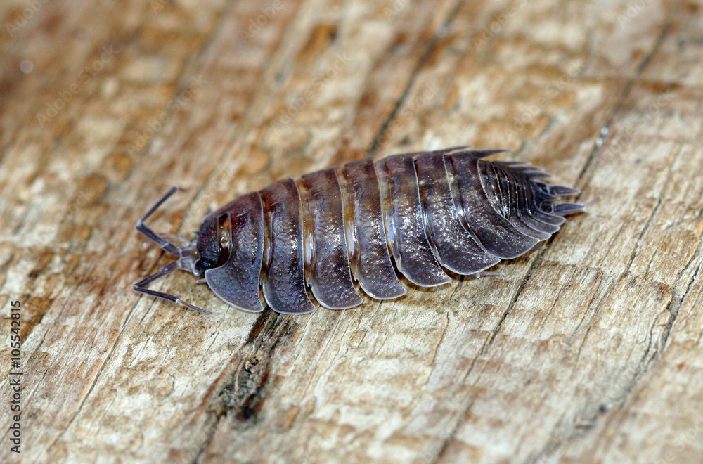 Insect multiped in Latin Oniscidea, suborder crustacean from the Insect multiped in Latin Oniscidea, suborder crustacean from the