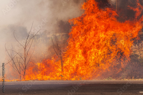 Obraz na płótnie wildfire