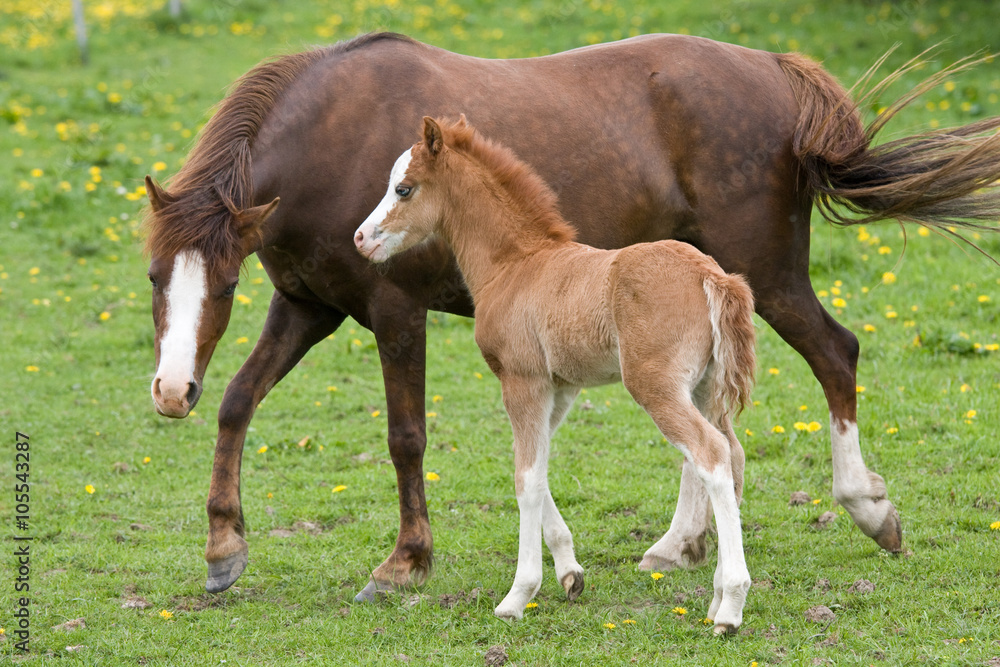 Welsh pony mare with nice foal