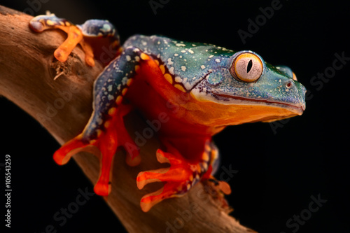tropical tree frog, Cruziohyla craspedopus. A rain forest amphibian from the amazon rainforest. Exotic animal and fringe treefrog.