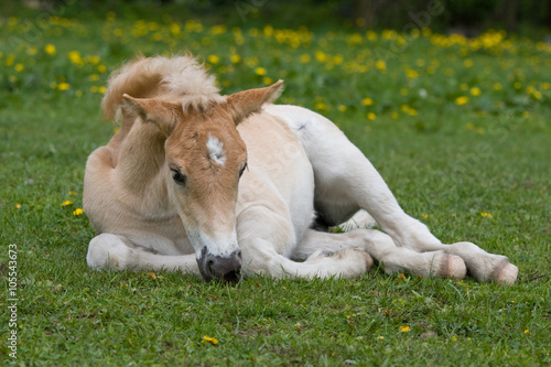 Laying nice haflinger pony foal © lenkadan