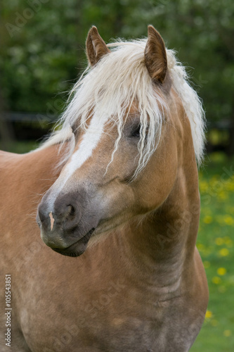 Portrait of nice haflinger pony