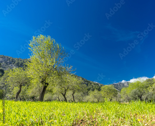 almond trees