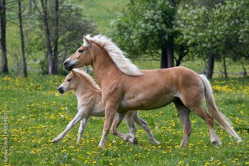 Running haflinger mare with nice foal