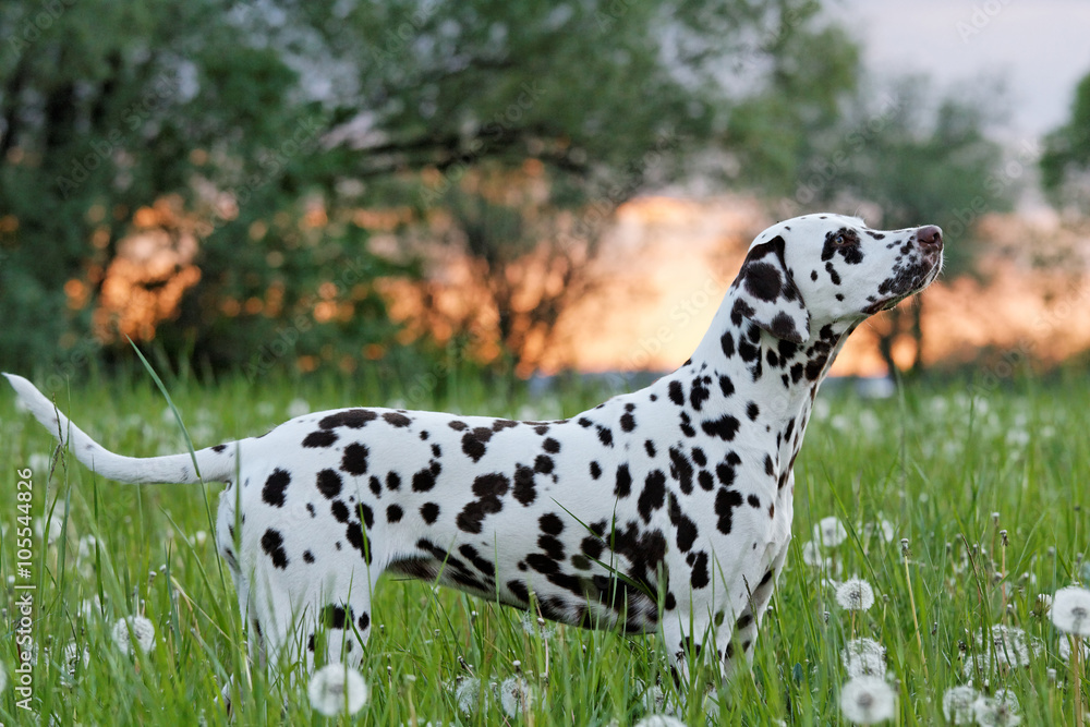 Portrait of posing beautiful dalmatian