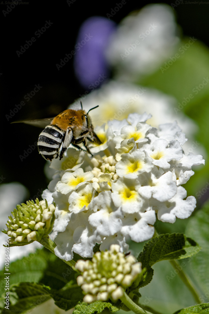 Fototapeta premium Always on the go