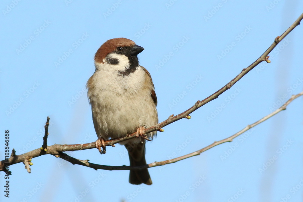Fototapeta premium tree sparrow on branch, passer montanus 