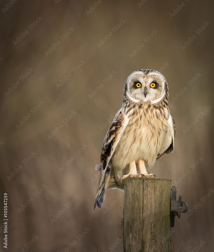 Wild Short eared owl sitting on fence post and looking into the Wild Short eared owl sitting on fence post and looking into the