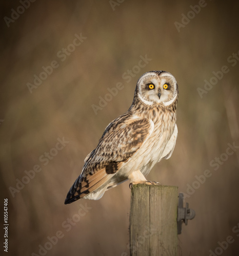 Wild Short eared owl sitting on fence post sitting sideways 