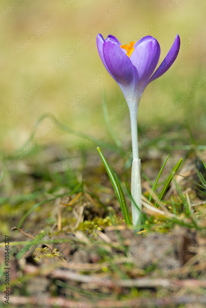 Blühender Krokus im Frühling Blühender Krokus im Frühling