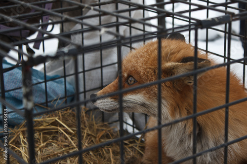 fox in the cage