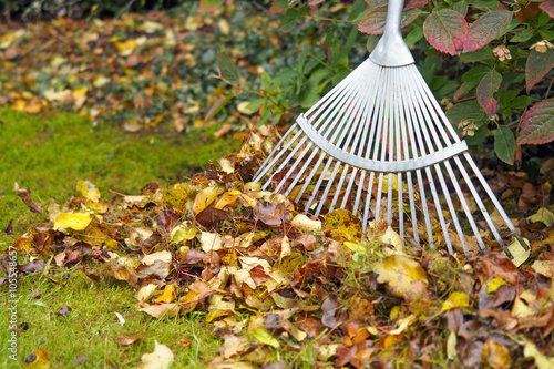 Autumn leaves with rake on green garden lawn