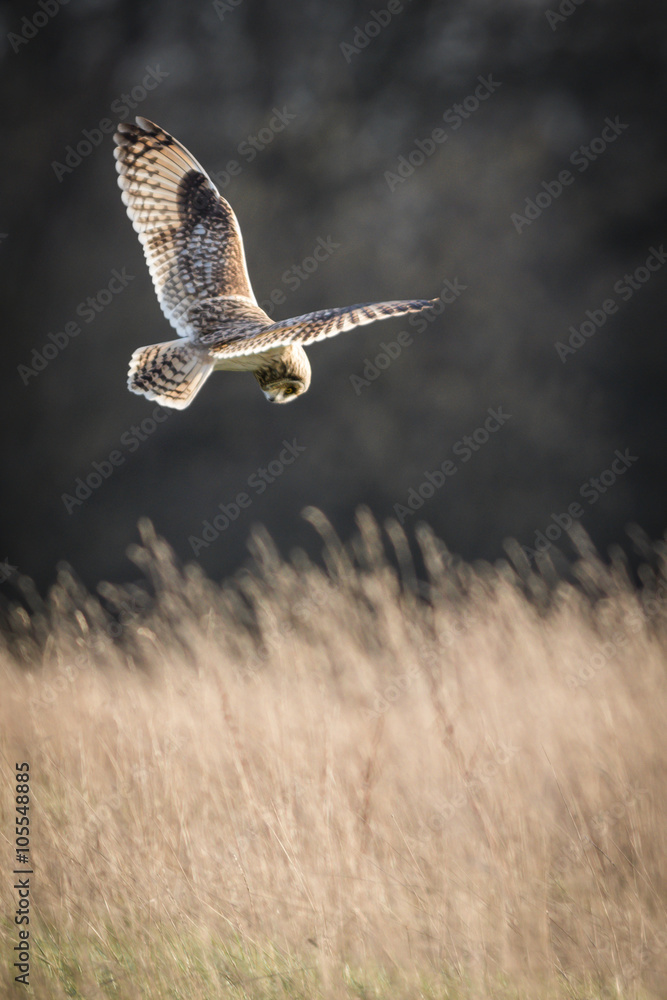 Fototapeta premium Wild Short eared owl stops in flight and prepares to dive on prey (Asio flammeus)