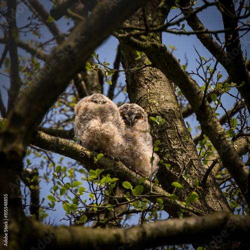 Pair of wild tawny owlets branching (Strix aluco)