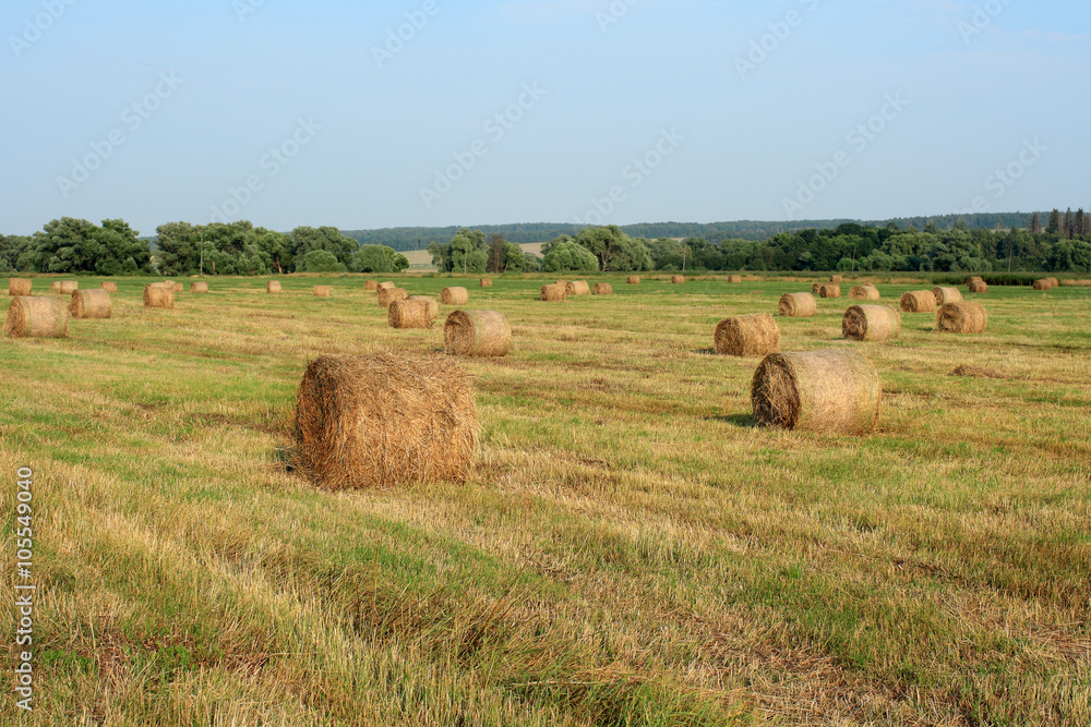 Landscape with straw bales amongst fields in Russia