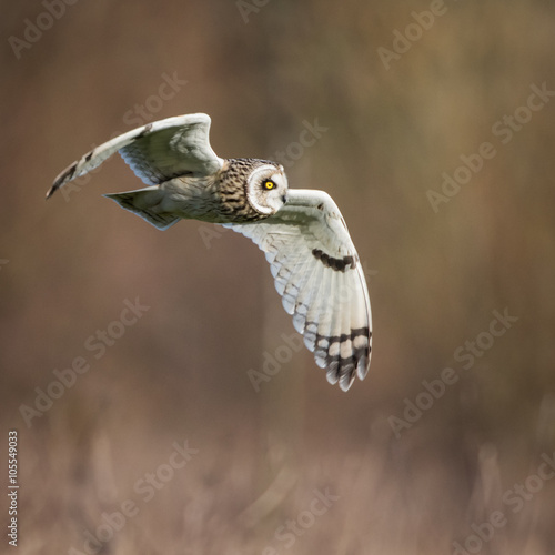 Wild Short eared owl in flight looking forward, wings down(Asio