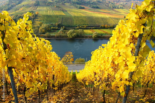 gelbe Rebstöcke im Herbst in den Weingärten von Reil an der Mosel
