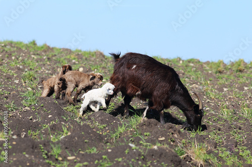 The goat and her offspring grazing on the hillside