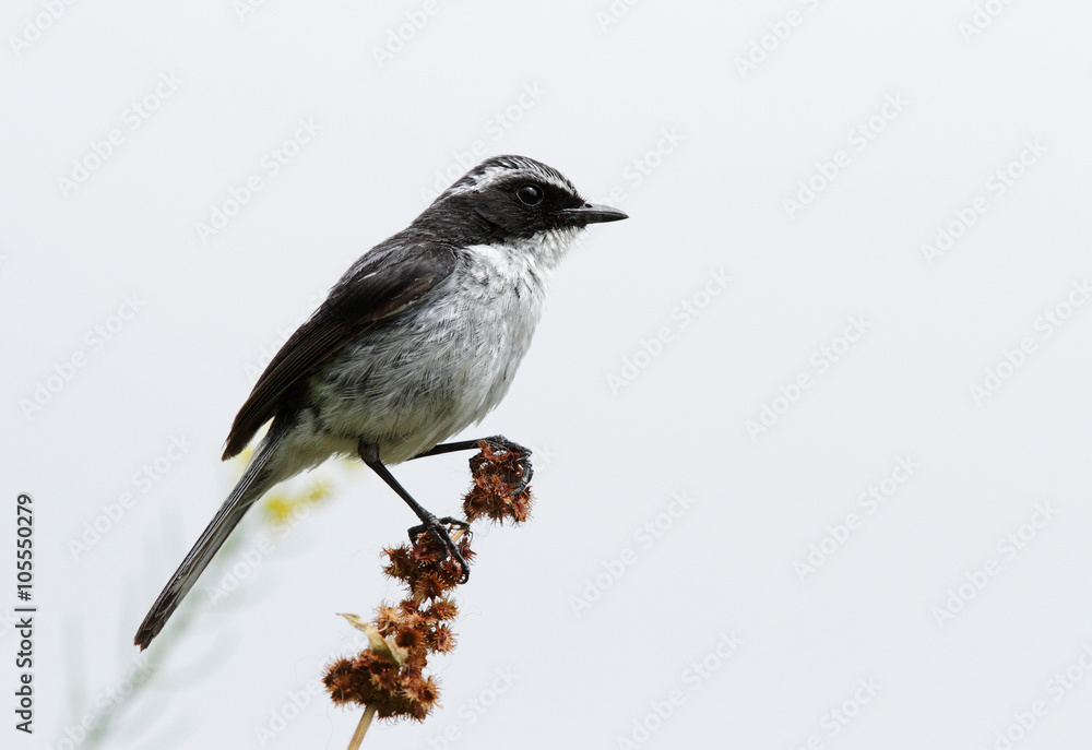 Fototapeta premium The grey bush chat 