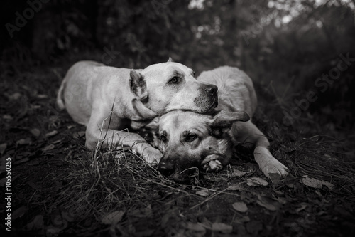 Mixed breed dog walking in park