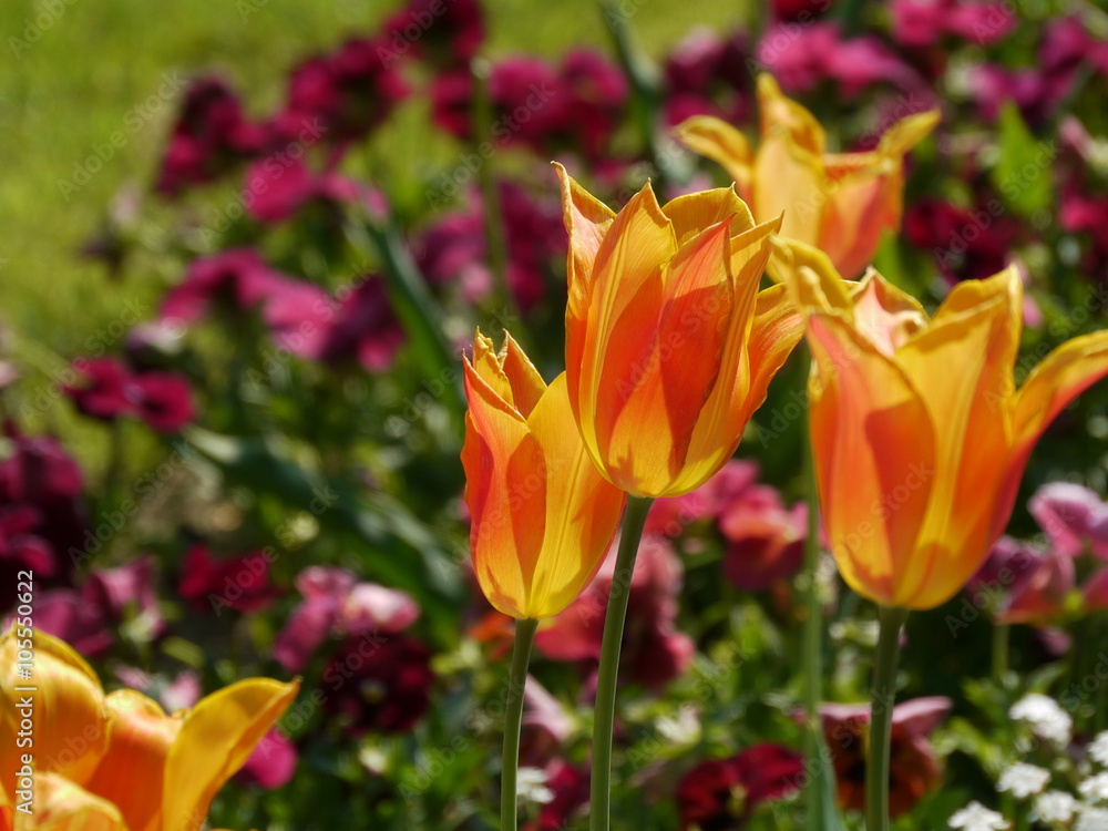 Mehrere orange-rot geflammte Tulpen in der Abendsonne vor einem Beet weinroter Stiefmütterchen Mehrere orange-rot geflammte Tulpen in der Abendsonne vor einem Beet weinroter Stiefmütterchen