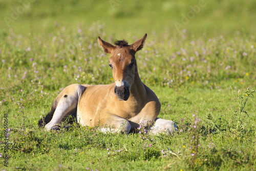 Cute brown foal on the l meadow