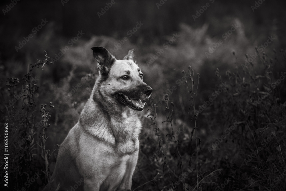 Naklejka premium Mixed breed dog walking in park