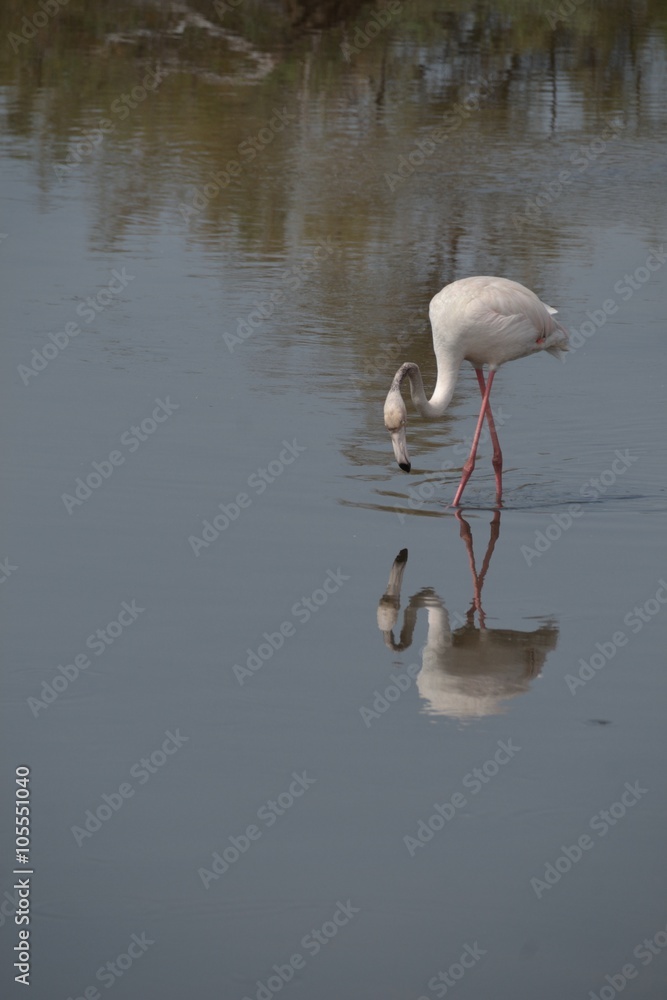  Flamingo - obrazy, fototapety, plakaty 
