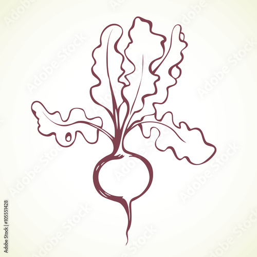 Radish. Vector drawing