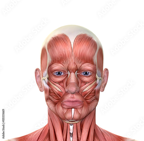 Male Face Muscles Anatomy