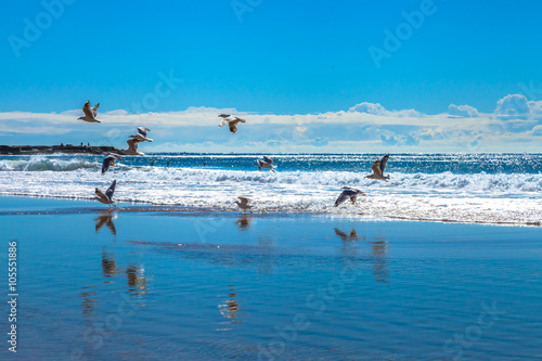 Photography Seagulls flying over the waves of Garie Beach in a summer sunny day, Royal National Park coastline, New South Wales, Sydney, Australia