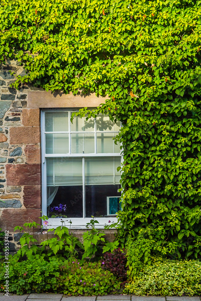 Beautiful old house covered with green ivy