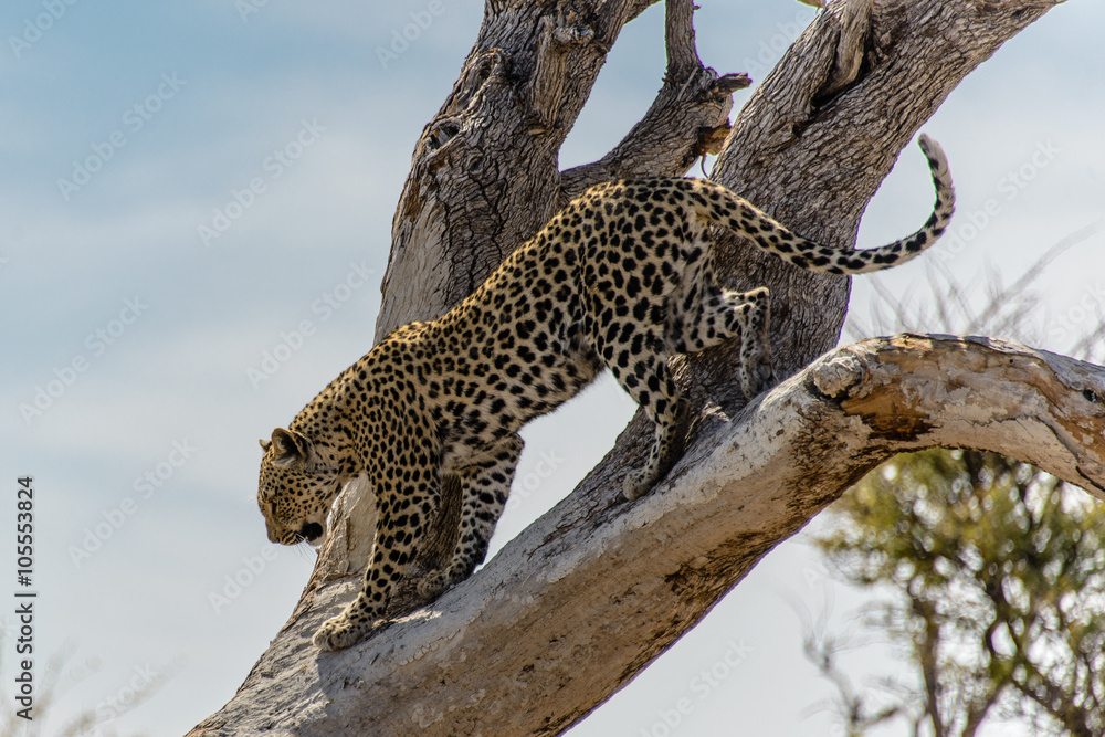 Leopard Leopard