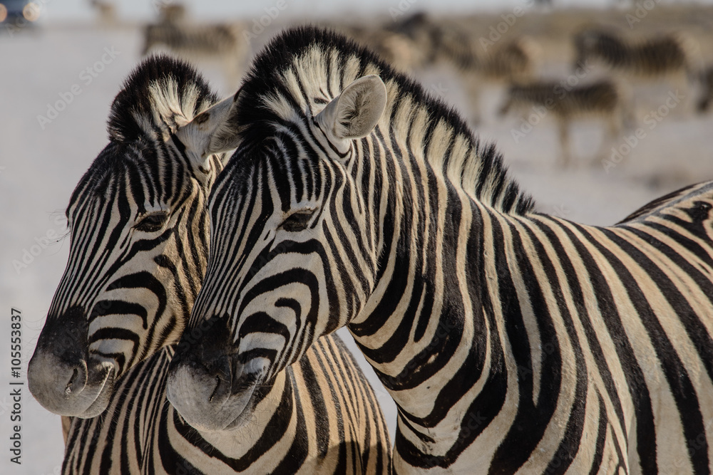 Fototapeta premium Zebra