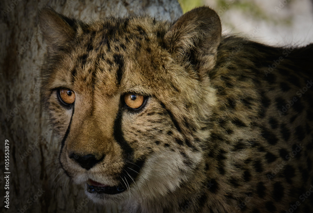 Fototapeta premium Gepard