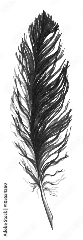 Watercolor black and white monochrome single feather isolated