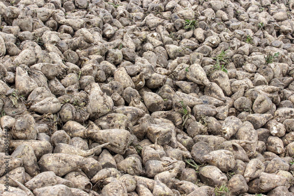 sugar beet / hill with sugarbeet harvested sugar beet / hill with sugarbeet harvested