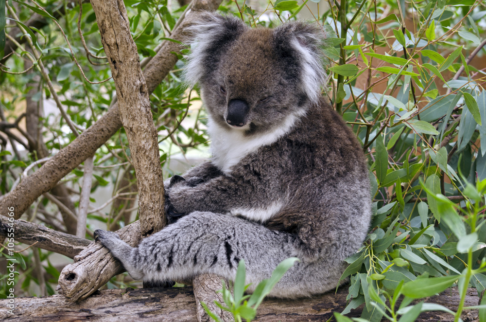Naklejka premium Australain koala