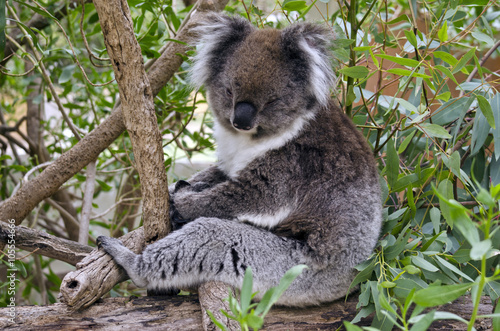 Australain koala
